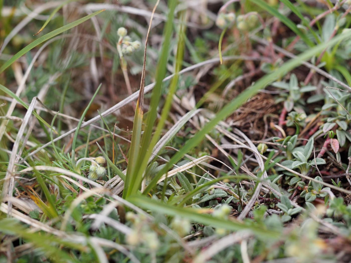 Sedge, (shiny fruited) leaf